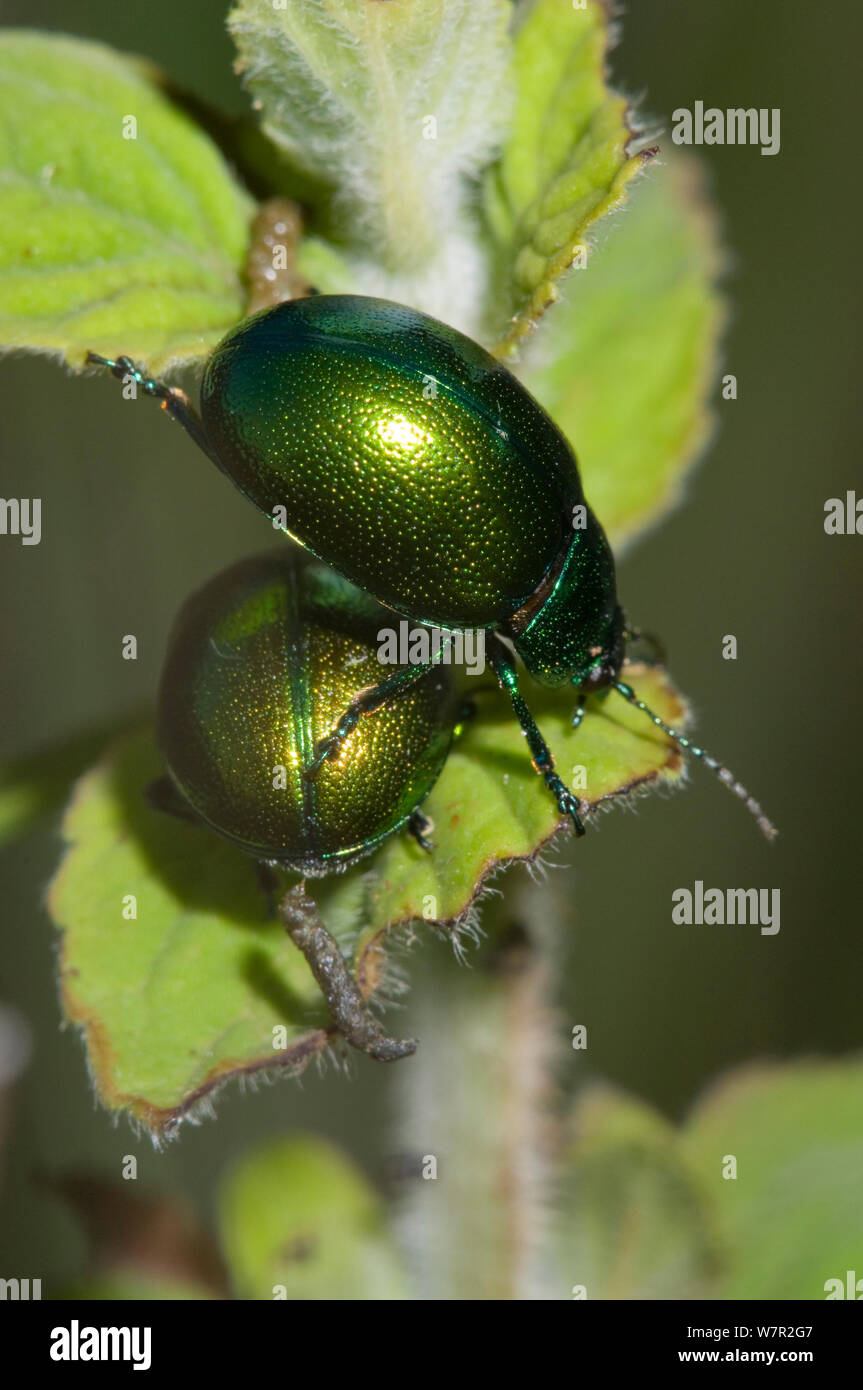 Leaf Beetle (Cryptocephalus hypochaerides) highly metallic beetles on leaves, Garagano, Puglia, Italy, May Stock Photo