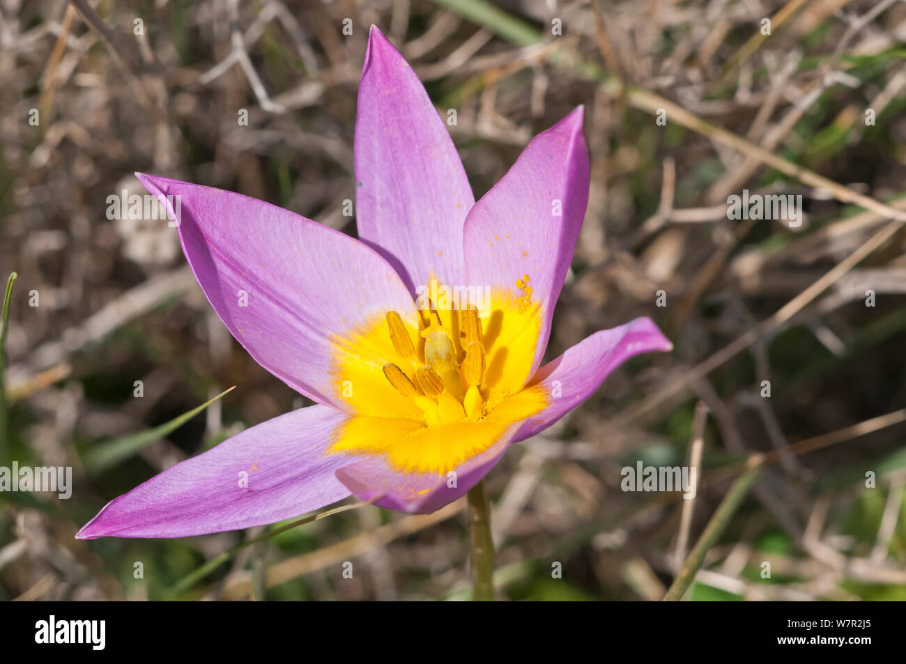 Baker's Tulip (Tulipa bakeri / saxatilis) an endemic tulip, Crete