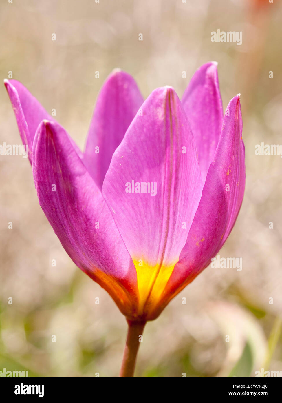Baker's Tulip (Tulipa bakeri / saxatilis) an endemic tulip, Crete