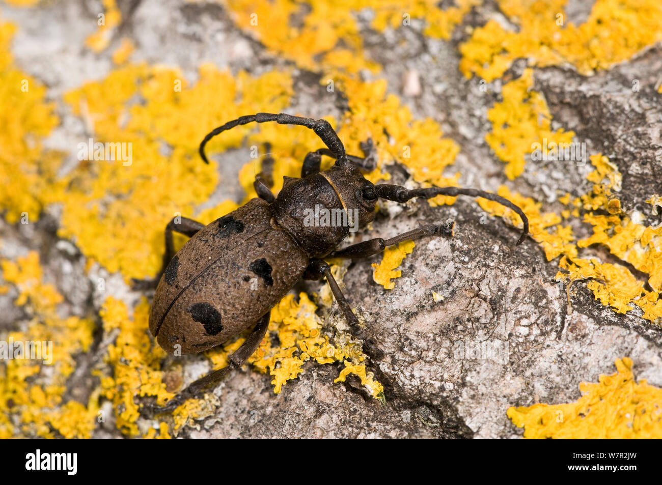 Longhorn beetle (Morimus funereus) on lichen, covered rock, Orvieto, Italy, May Stock Photo