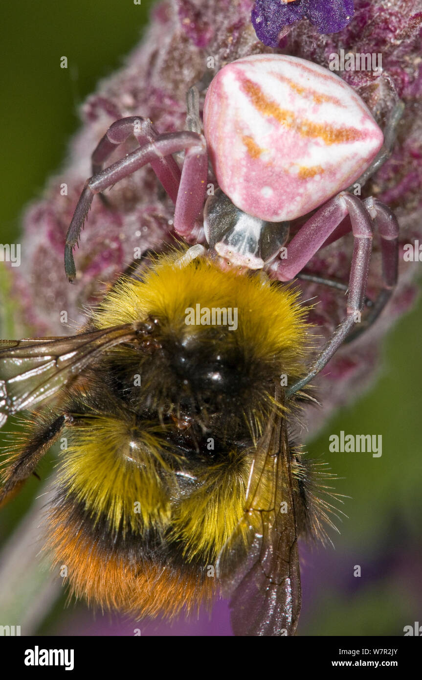 Predating Pink crab spider hi-res stock photography and images - Alamy