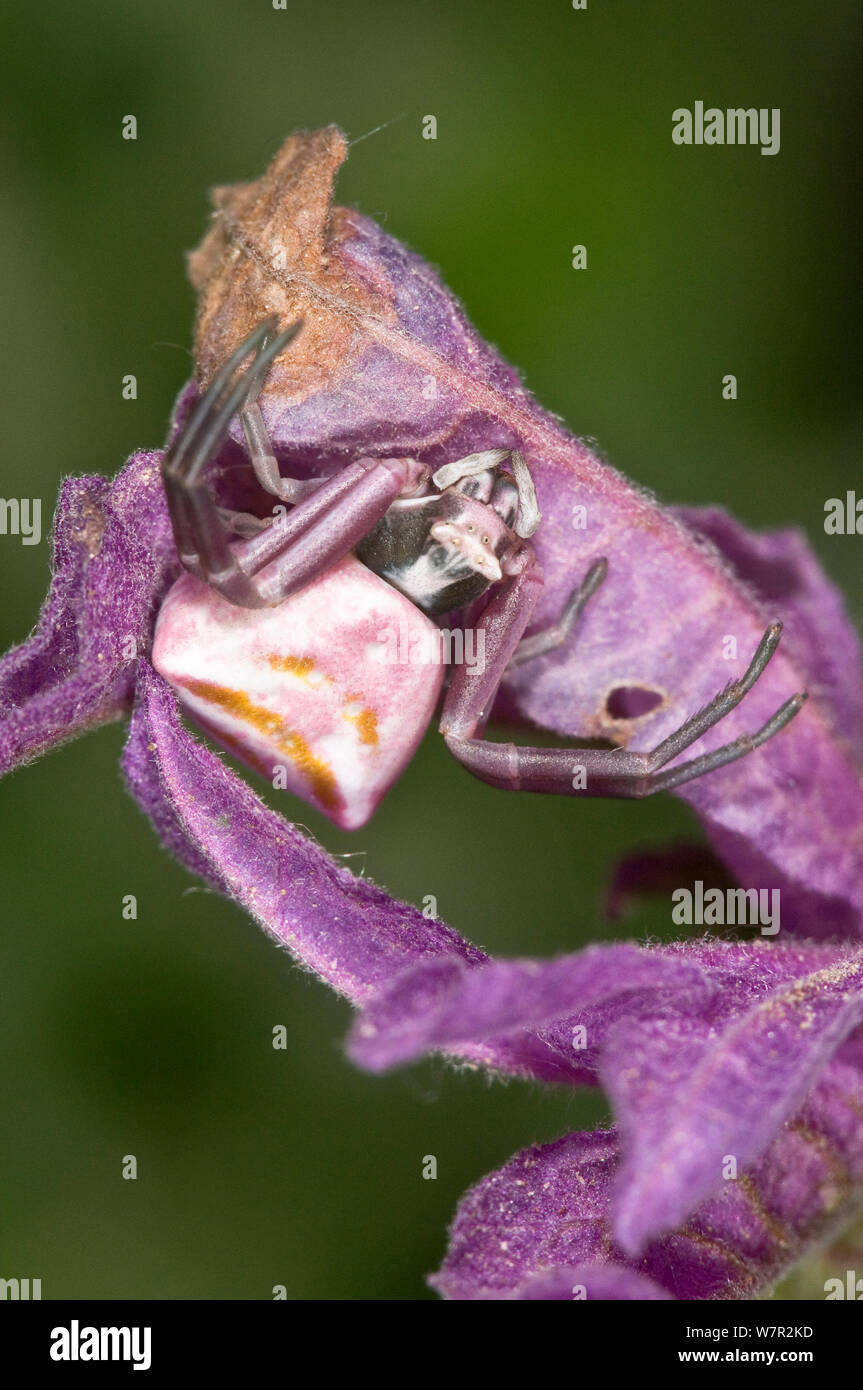 Crab Spider (Thomisus onustus) female on flower, Orvieto, Italy, May Stock Photo