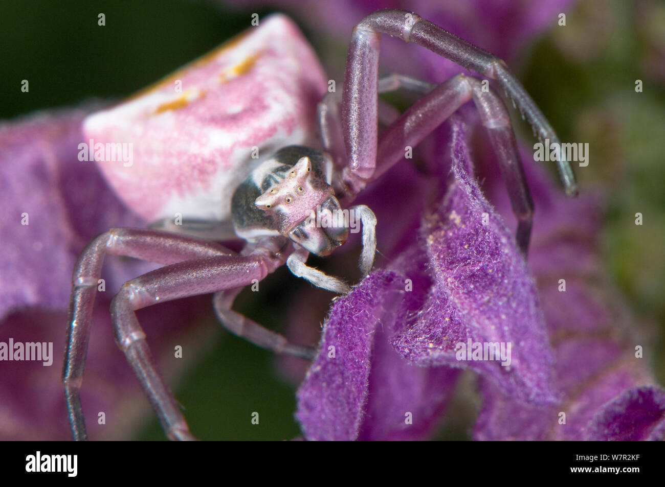 Crab spider thomisus onustus hires stock photography and images Alamy
