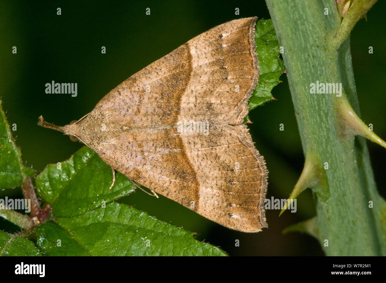 Snout moth (Hypena proboscidalis) Orviete, Umbria, Italy, May Stock Photo