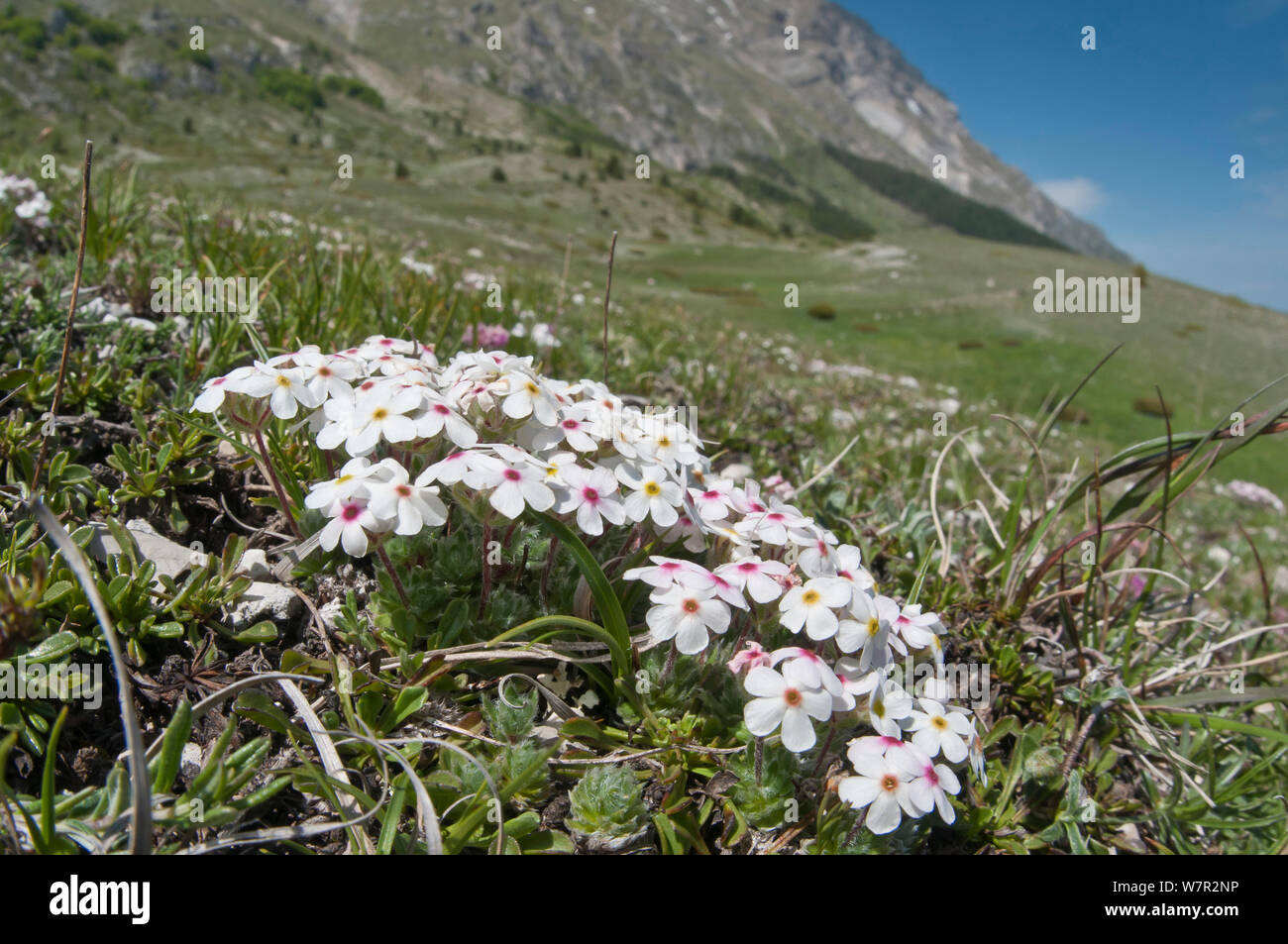 Rock Jasmine (Androsace villosa) in flower, Mount Vettore, Sibillini, Appennines, Le Marche, Italy, May Stock Photo