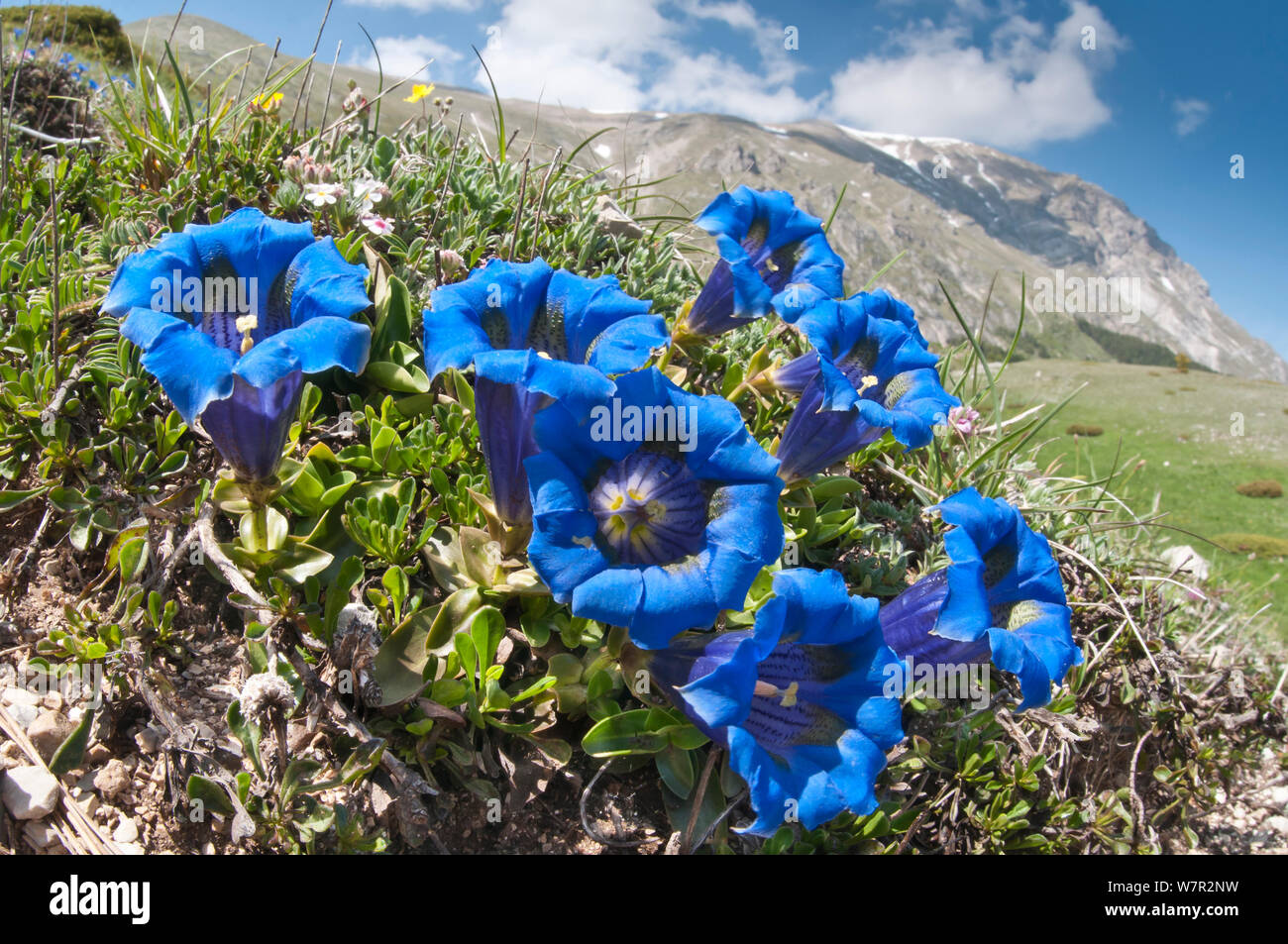 Appennine Trumpet Gentian (Gentiana dinarica) in flower, Mount Vettore, Sibillini, Appennines, Le Marche, Italy, May. Stock Photo