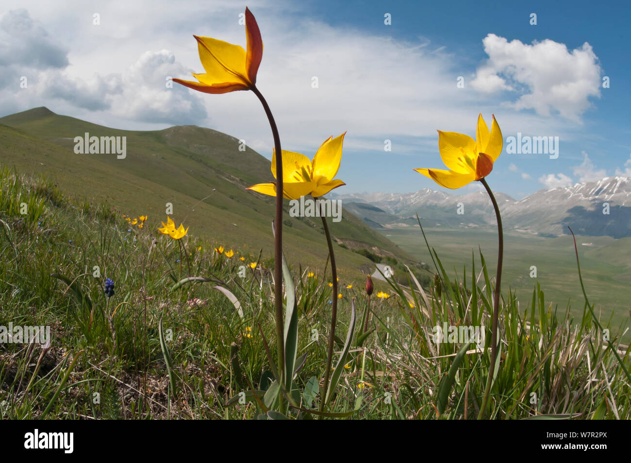 Yellow tulip (Tulipa australis) in flower, above Piano Grande, Sibillini, Appennines, Umbria, Italy, May Stock Photo