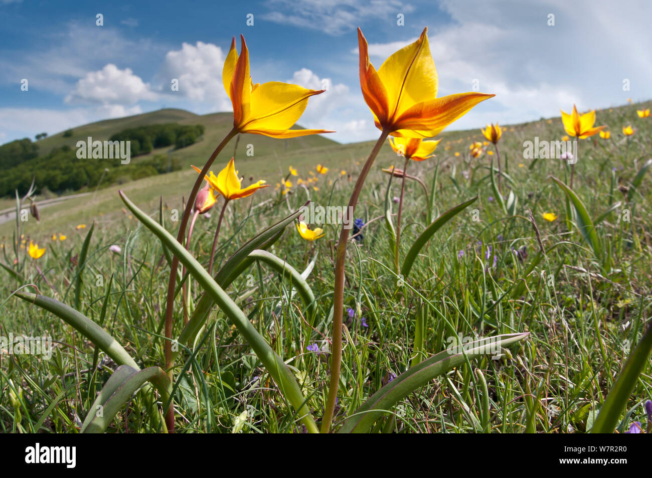 Yellow tulip (Tulipa australis) in flower, above Piano Grande, Sibillini, Appennines, Umbria, Italy, May Stock Photo