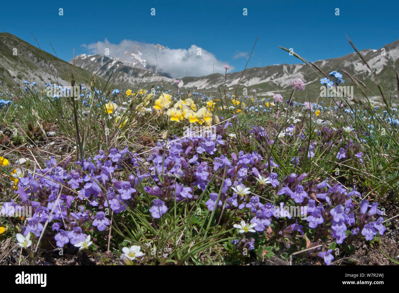 Basil Thyme (Acinos arvensis) with Viola (Viola eugeniae) and Forget-me-nots (Myosotis) Campo Imperatore, Gran Sasso, Appennines, Abruzzo, Italy, May Stock Photo