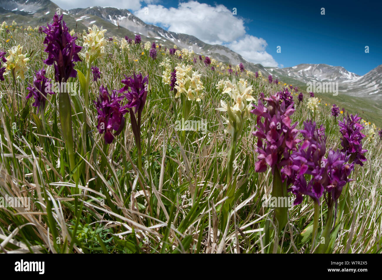 Elder flower orchid (Dactylorhiza sambucina) in flower with two colour forms, Campo Imperatore, Gran Sasso, Appennines, Abruzzo, Italy, May 2011 Stock Photo