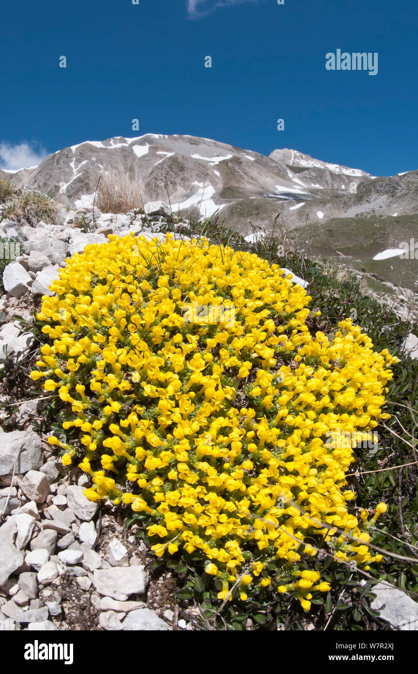 Vitaliana (Androsace vitaliana / Vitaliana primuliflora) in flower, Campo Imperatore, Gran Sasso, Appennines, Abruzzo, Italy, May Stock Photo