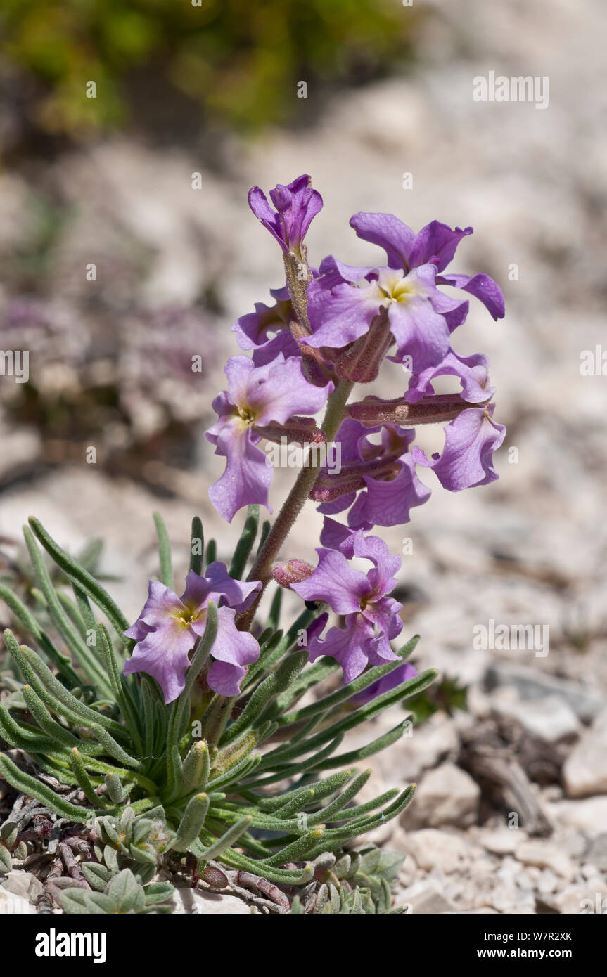 Sad Stock (Matthiola fruticulosa ssp. valesiaca) in flower, Campo Imperatore, Gran Sasso, Abruzzo, Italy, May Stock Photo