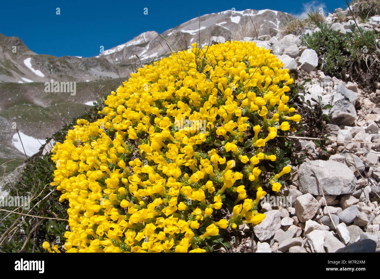 Vitaliana (Androsace vitaliana / Vitaliana primuliflora) in flower, Campo Imperatore, Gran Sasso, Appennines, Abruzzo, Italy, May Stock Photo