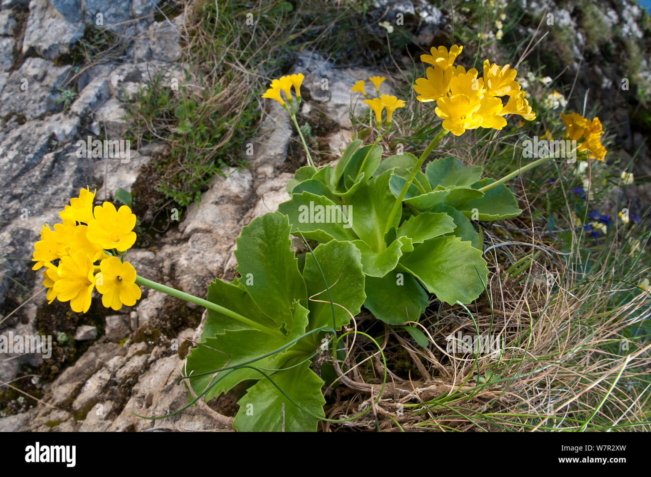Bear's Ear Primrose (Primula auricula) in flower, Campo Imperatore, Gran Sasso, Appennines, Abruzzo, Italy, May Stock Photo
