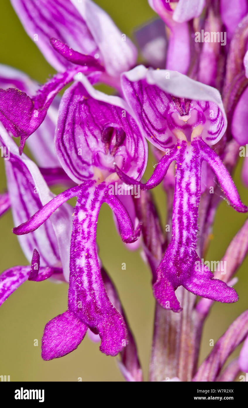 Military Orchid (Orchis militaris) close up of flower, Campo Imperatore, Gran Sasso, Appennines, Abruzzo, Italy, May Stock Photo