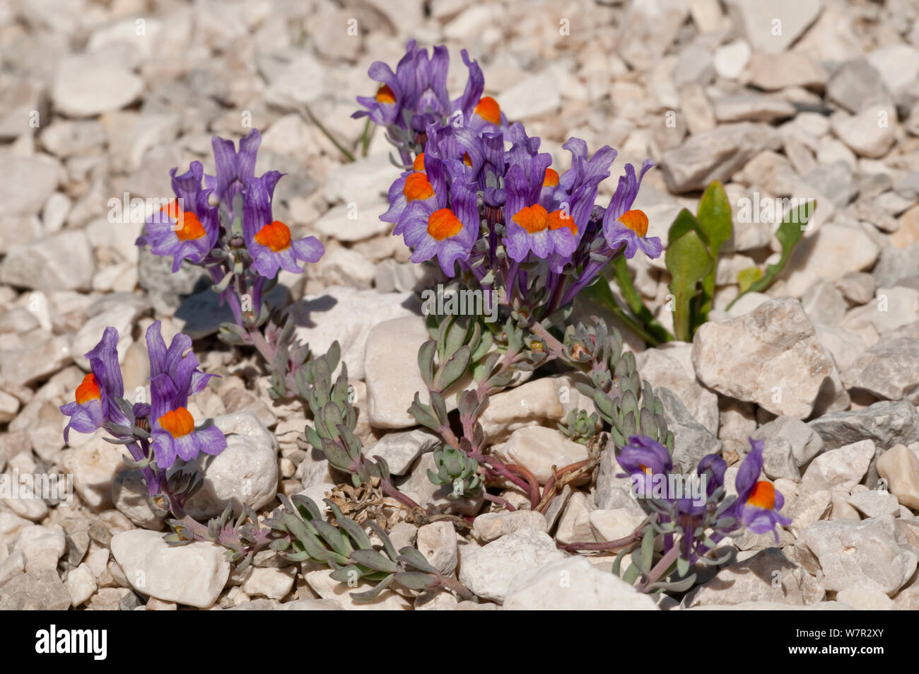 Alpine Toadflax (Linaria alpina) in flower, Campo Imperatore, Gran Sasso, Appennines, Abruzzo, Italy, May Stock Photo