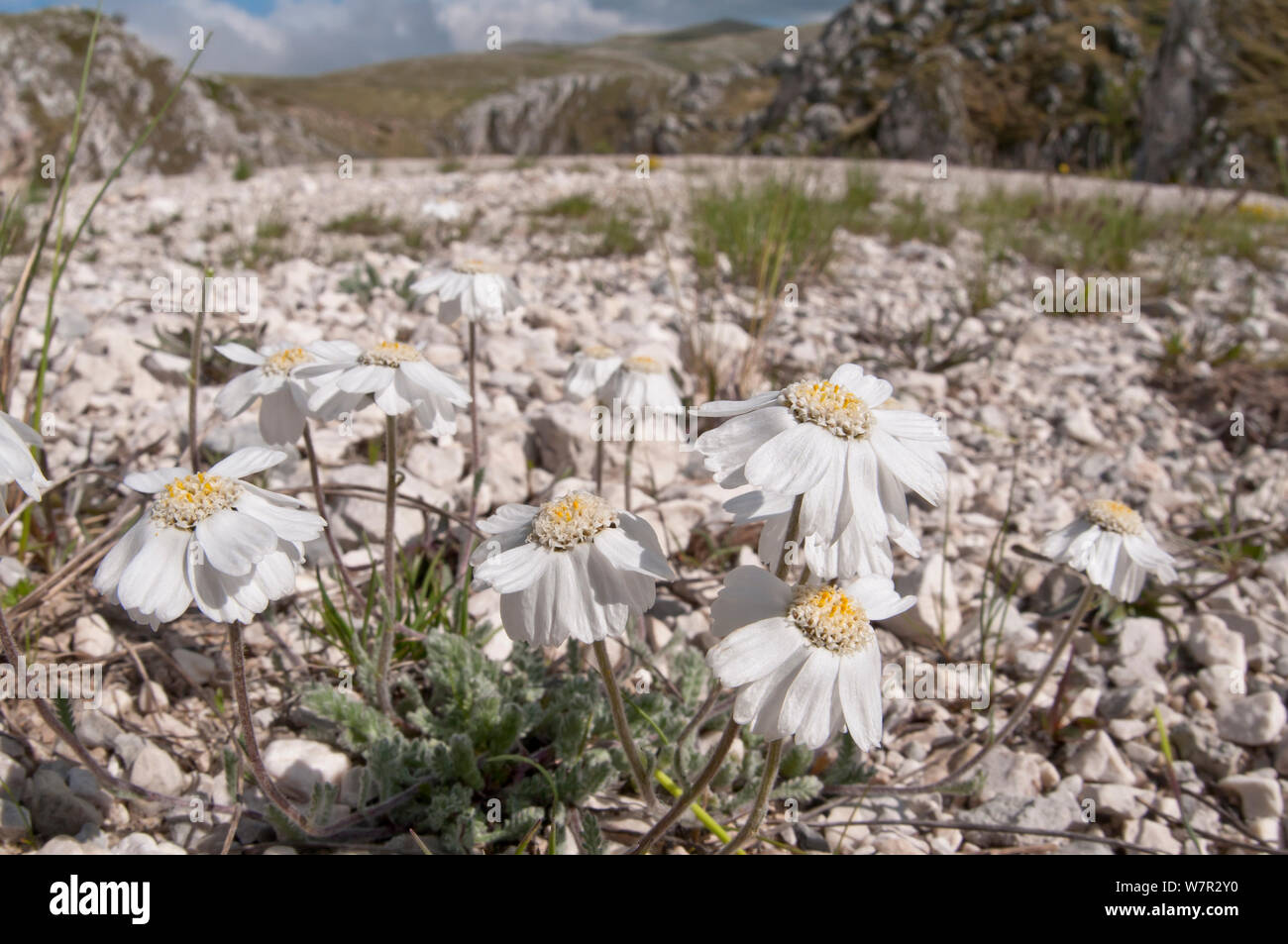 Apennine sneezewort (Achillea barrelieri) in flower,  Campo Imperatore, Gran Sasso, Appennines, Abruzzo, Italy, May Stock Photo