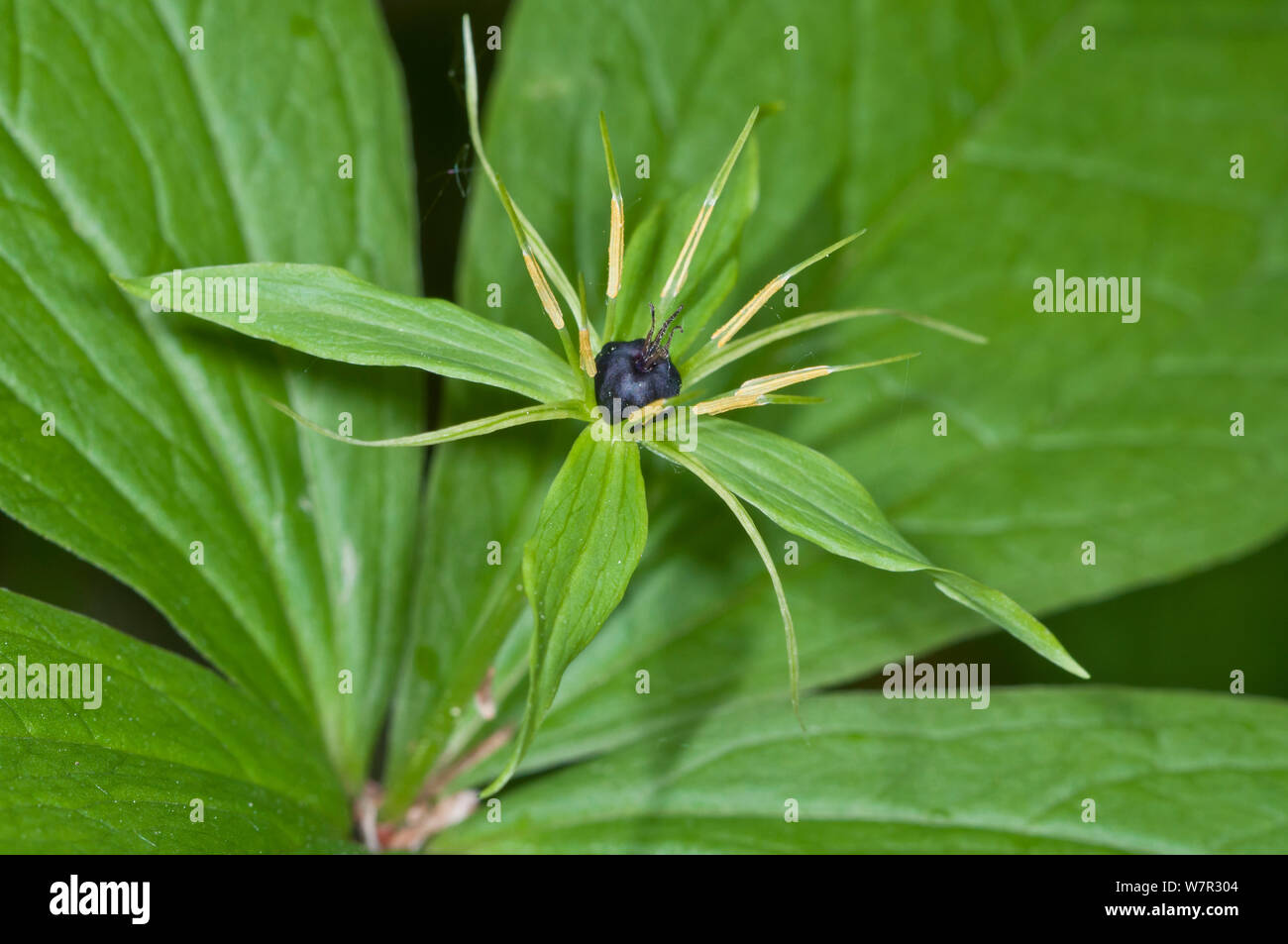 Herb Paris (Paris quadrifolia) Camosciara, Abruzzo, Italy, June Stock Photo