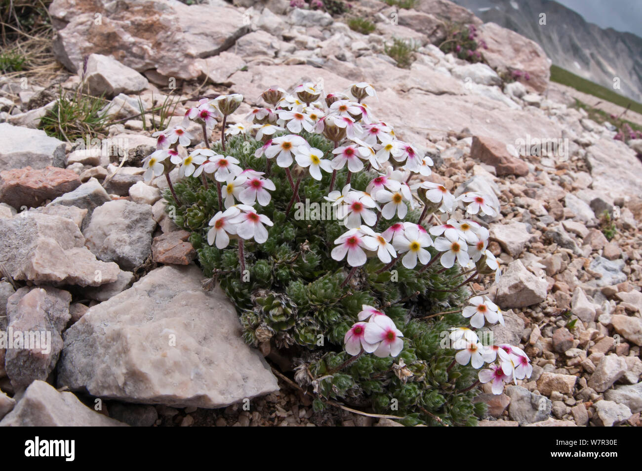 Rock Jasmine (Androsace villosa) in flower, Campo Imperatore, Gran Sasso, Italy, June Stock Photo