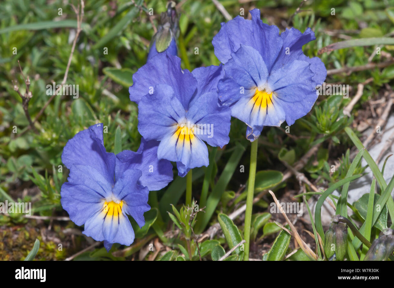 Eugenia's Violet (Viola eugeniaea) in flower, blue form Campo Imperatore, Gran Sasso, Appennines, Abruzzo, Italy, June Stock Photo
