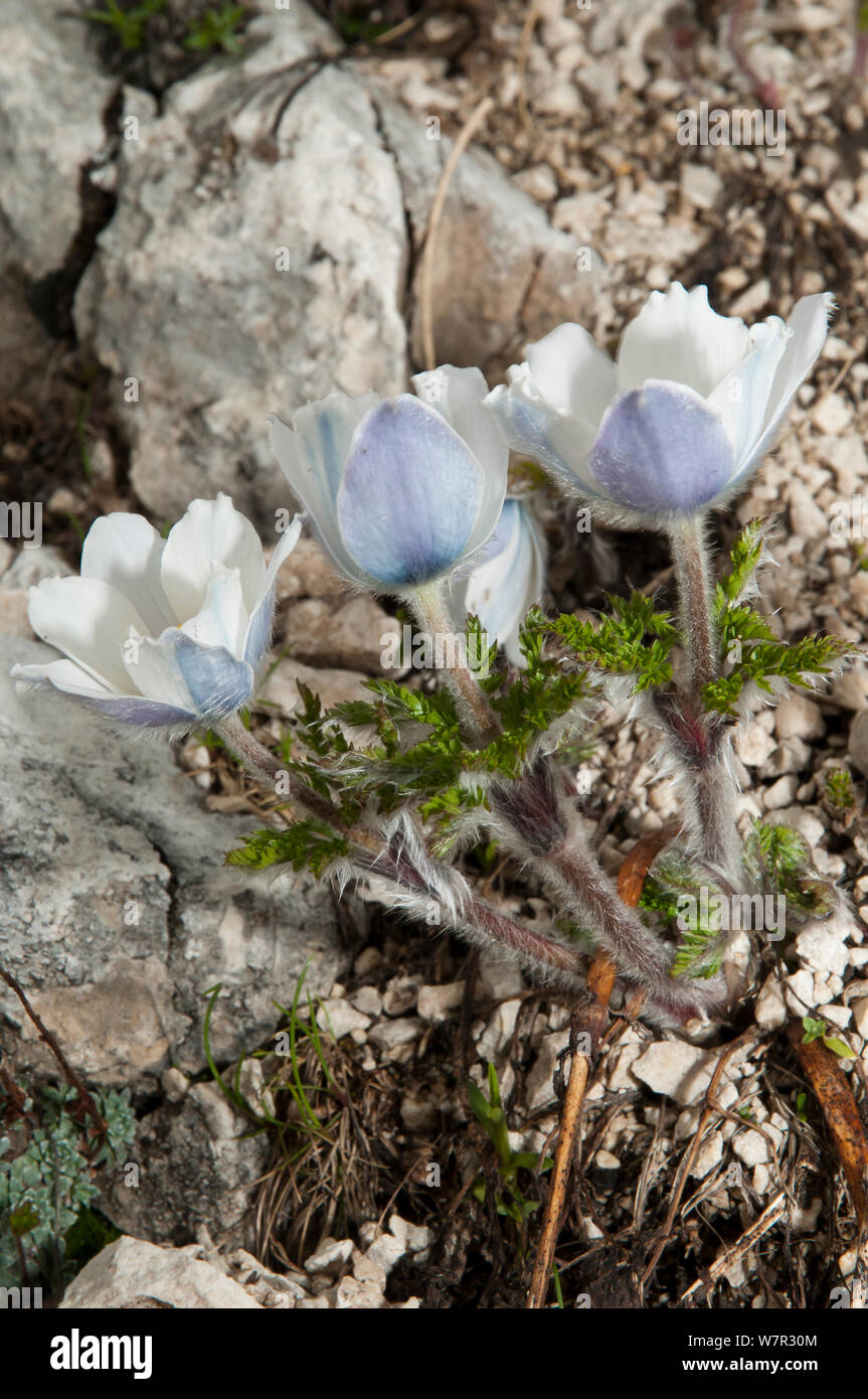 Alpine Pasque flower (Pulsatilla alpina) in flower, Gran Sasso, Appennines, Abruzzo, Italy, June Stock Photo