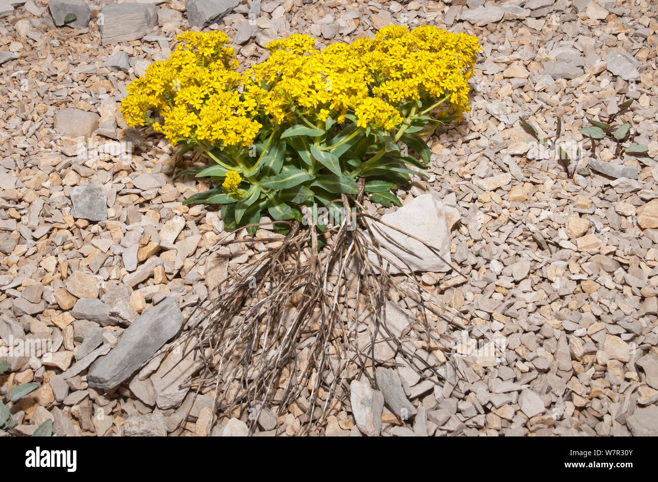 Apennine Woad (Isatis apennina) in flower, Gran Sasso, Appennines, Abruzzo, Italy, June Stock Photo