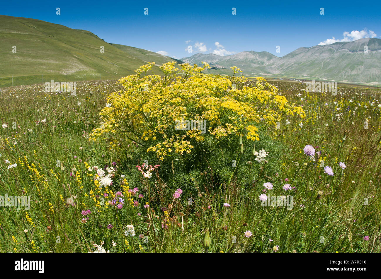 Cachrys (Cachrys ferulacea) in flower, Piano Grande, Sibillini, Umbria, Italy, June 2011 Stock Photo