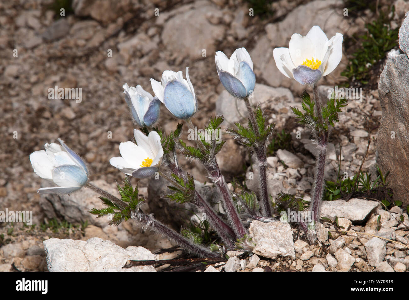 Alpine Pasque flower (Pulsatilla alpina) in flower, Gran Sasso, Appennines, Abruzzo, Italy, June Stock Photo