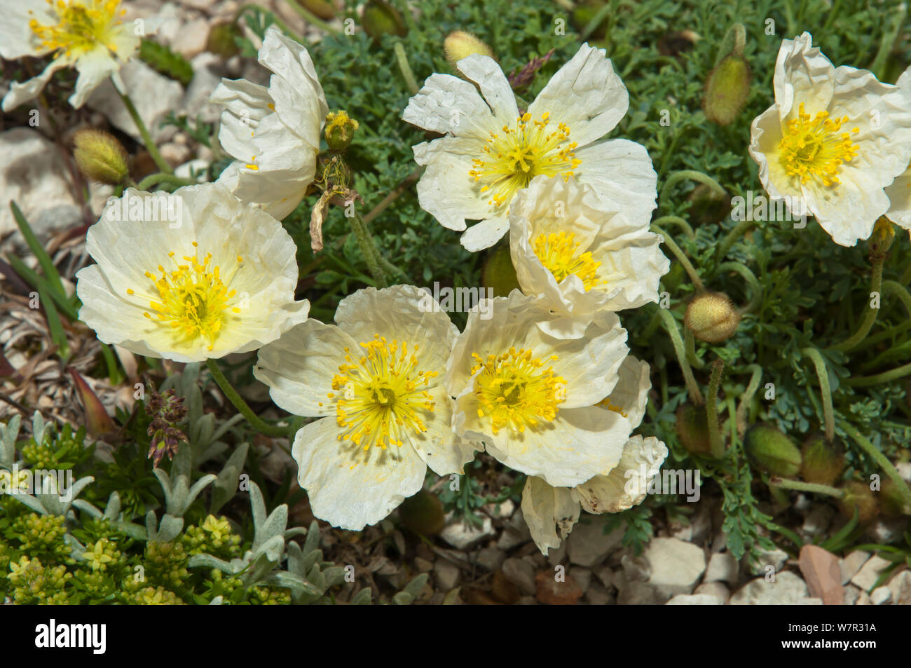 Alpine poppy (Papaver alpina ssp ernesti-mayeri) Gran Sasso, Appennines, Abruzzo, Italy, June Stock Photo