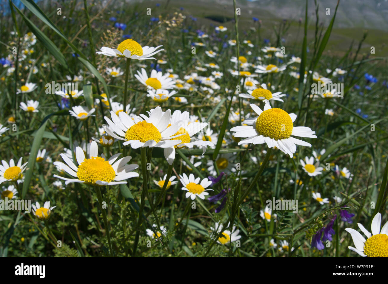 Wild flowers (Anthemis sp) on the Piano Grande, Sibillini, Umbria, Italy, June Stock Photo