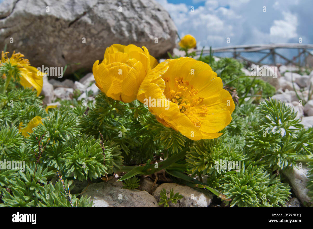 Apennine pheasant's eye (Adonis distorta) in flower,  endemic to the Appennines. Gran Sasso, Appennines, Abruzzo, Italy, June Stock Photo
