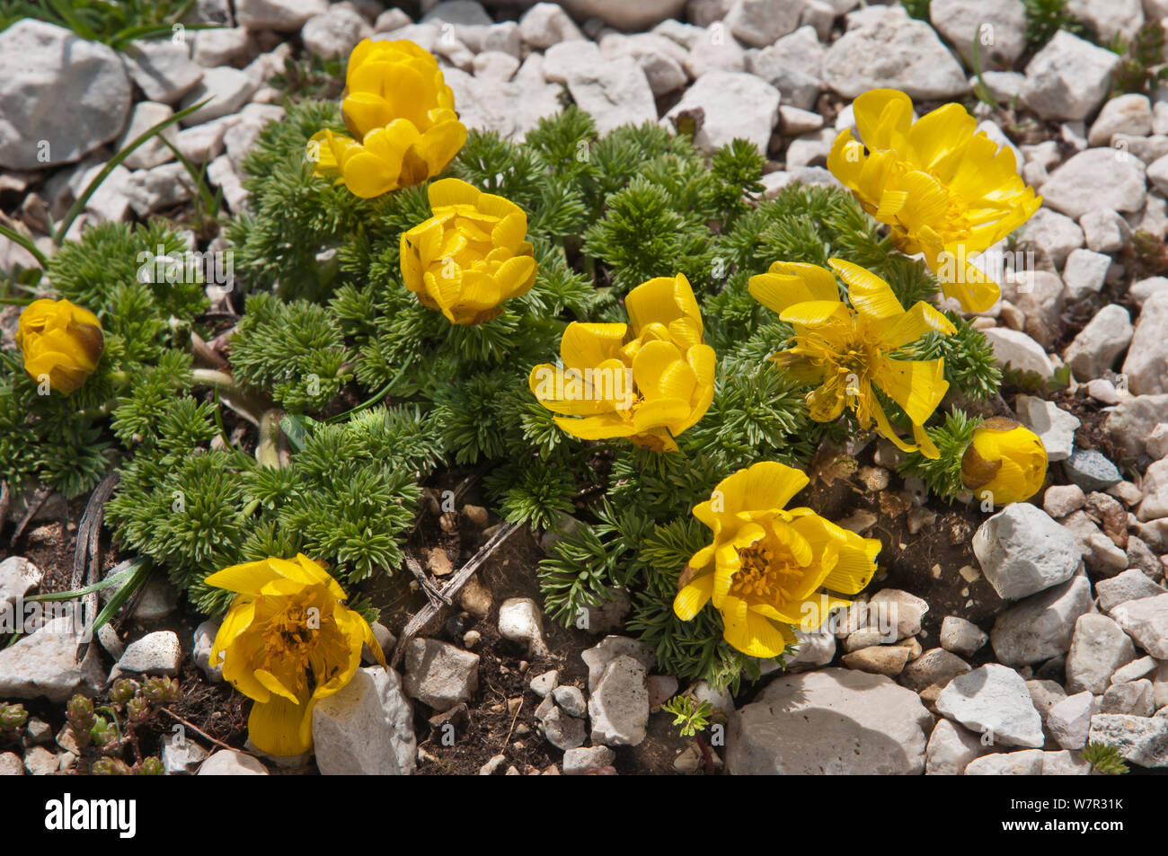 Apennine pheasant's eye (Adonis distorta) in flower, endemic to the central Apennines. Gran Sasso, Appennines, Abruzzo, Italy, June Stock Photo