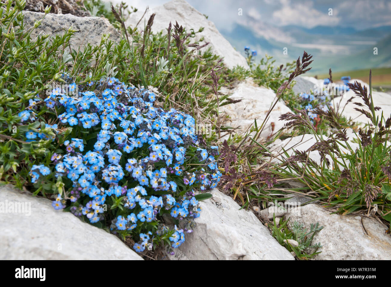 Alpine forget-me-not (Myosotis alpina) Gran Sasso, Appennines, Abruzzo, Italy, June Stock Photo