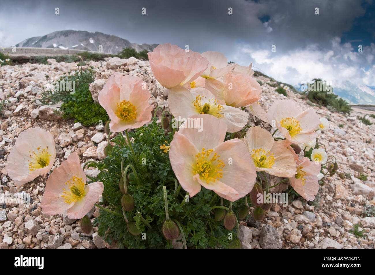 Alpine poppy (Papaver alpina ssp ernesti-mayeri) Gran Sasso, Appennines, Abruzzo, Italy, June Stock Photo
