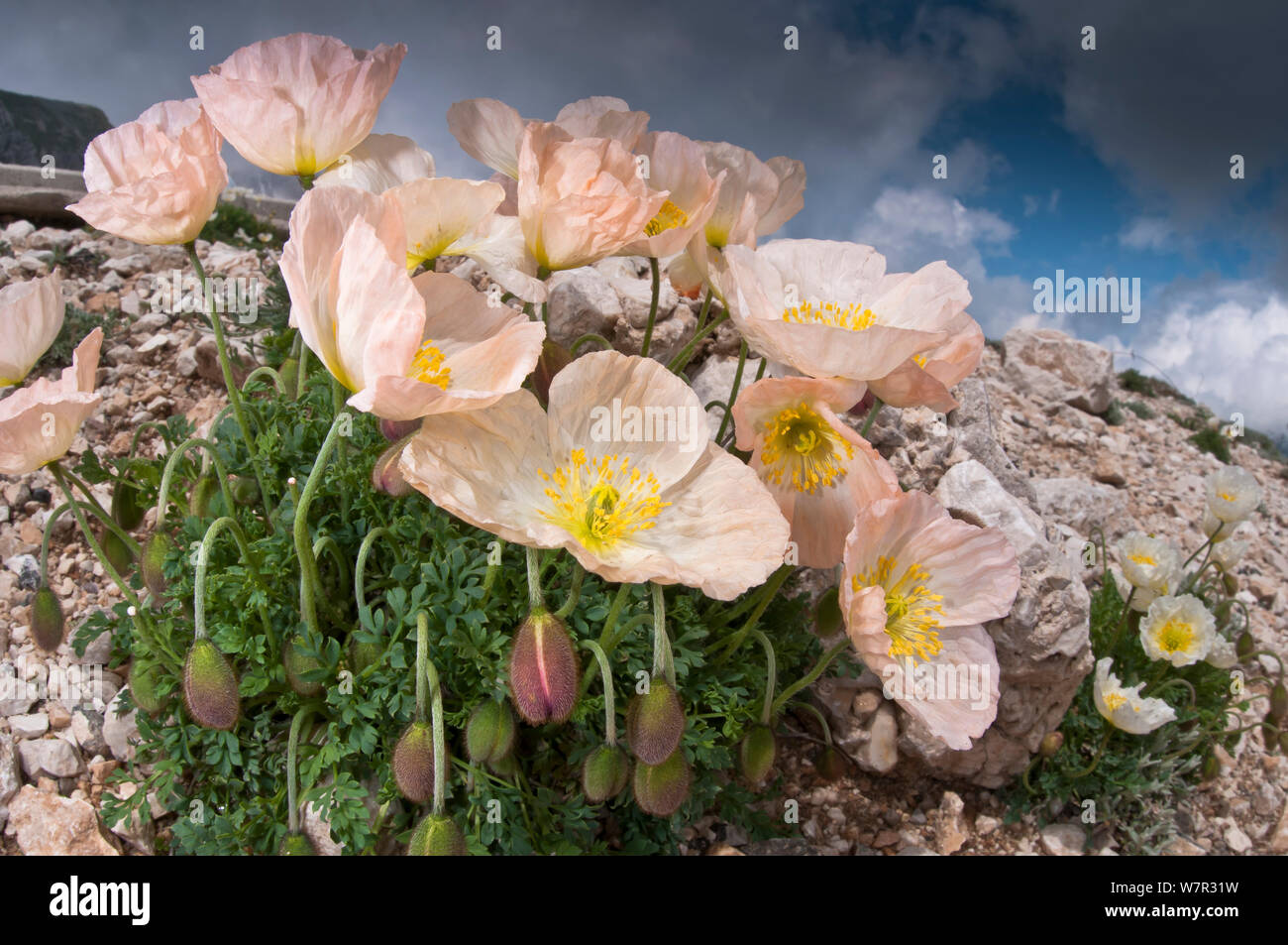 Alpine poppy (Papaver alpina ssp ernesti-mayeri) in flower, Gran Sasso, Appennines, Abruzzo, Italy, June Stock Photo