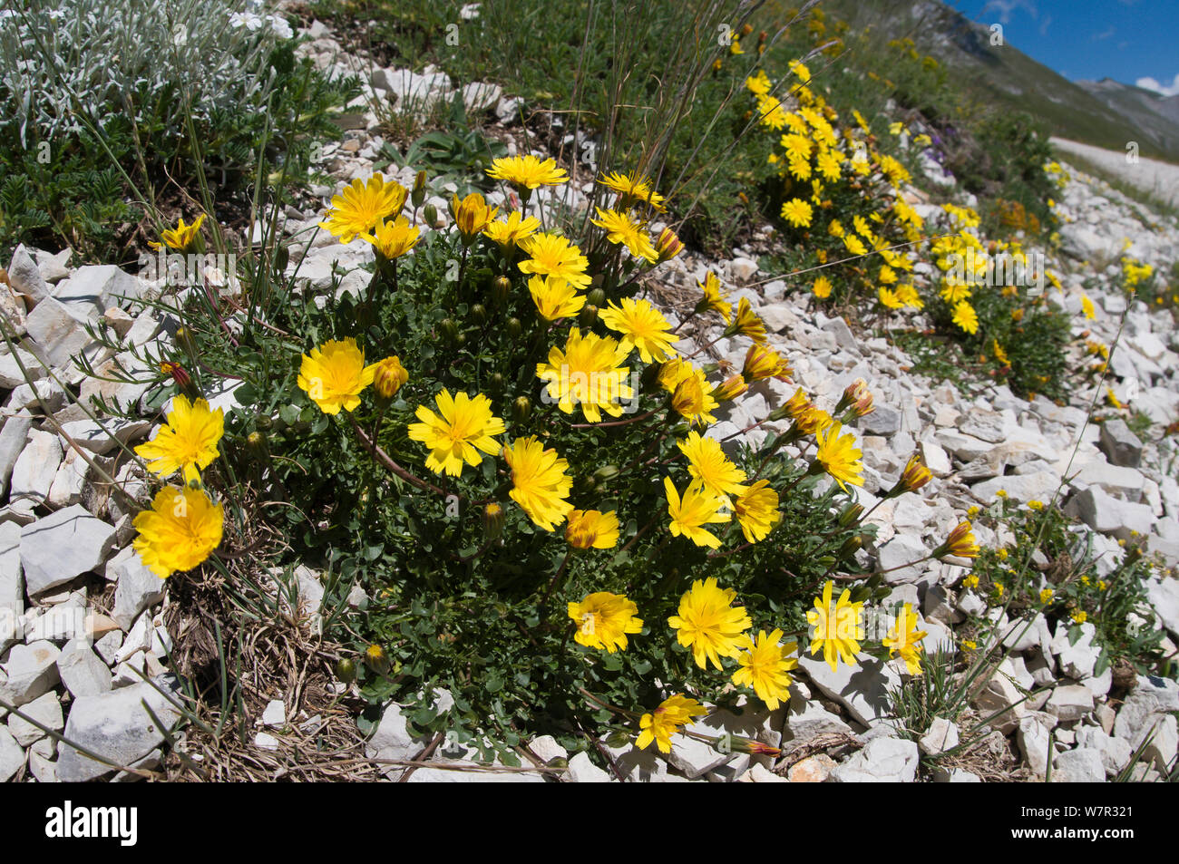Robertia (Hypochaeris robertia / Robertia taraxoides) a in flower, Mount Vettore, Sibillini, Umbria, Italy, June Stock Photo
