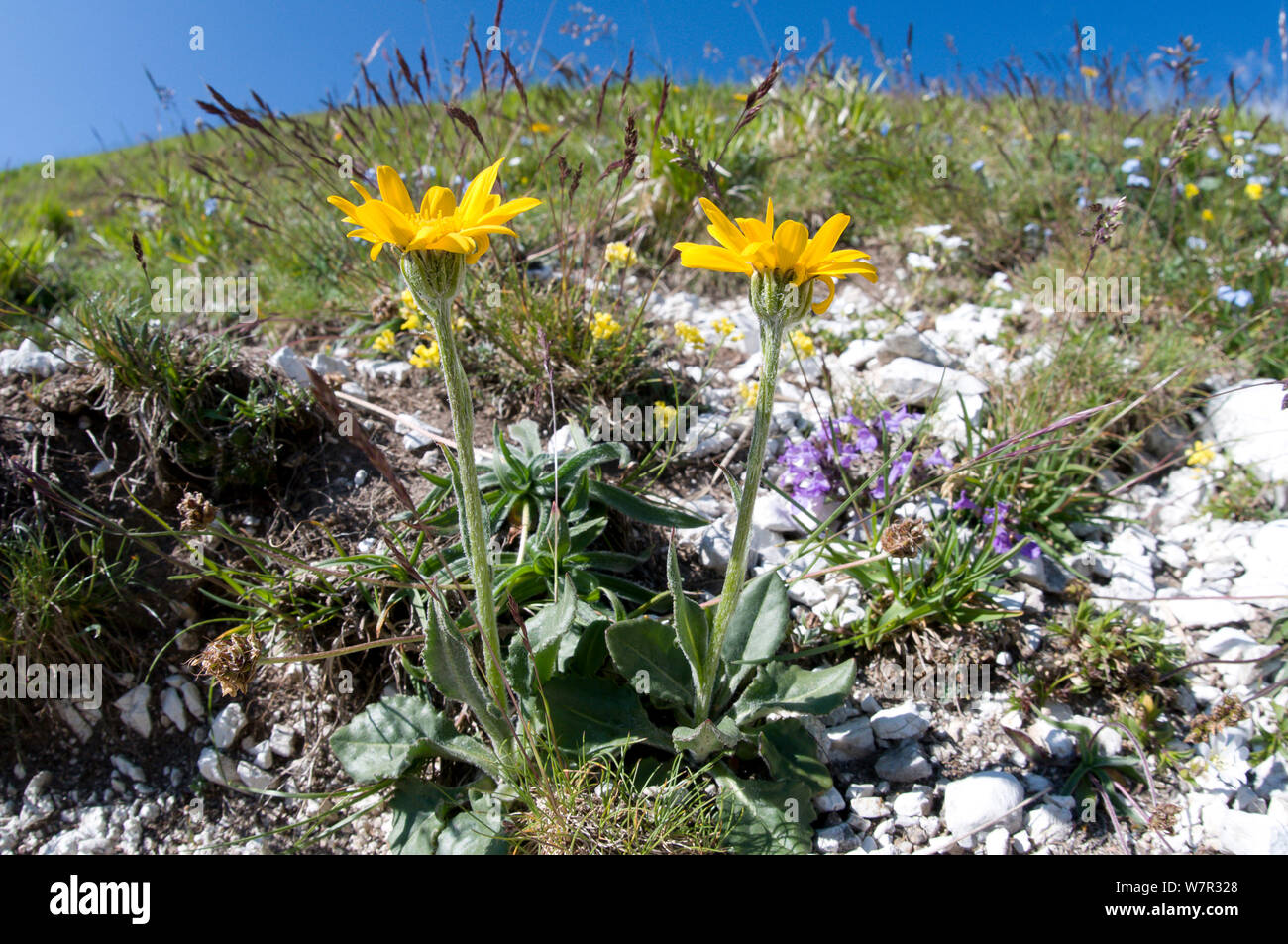 Chamois ragwort (Doronicum columnae) in flower, Mount Terminillo, Rieti, Lazio, Italy, June Stock Photo
