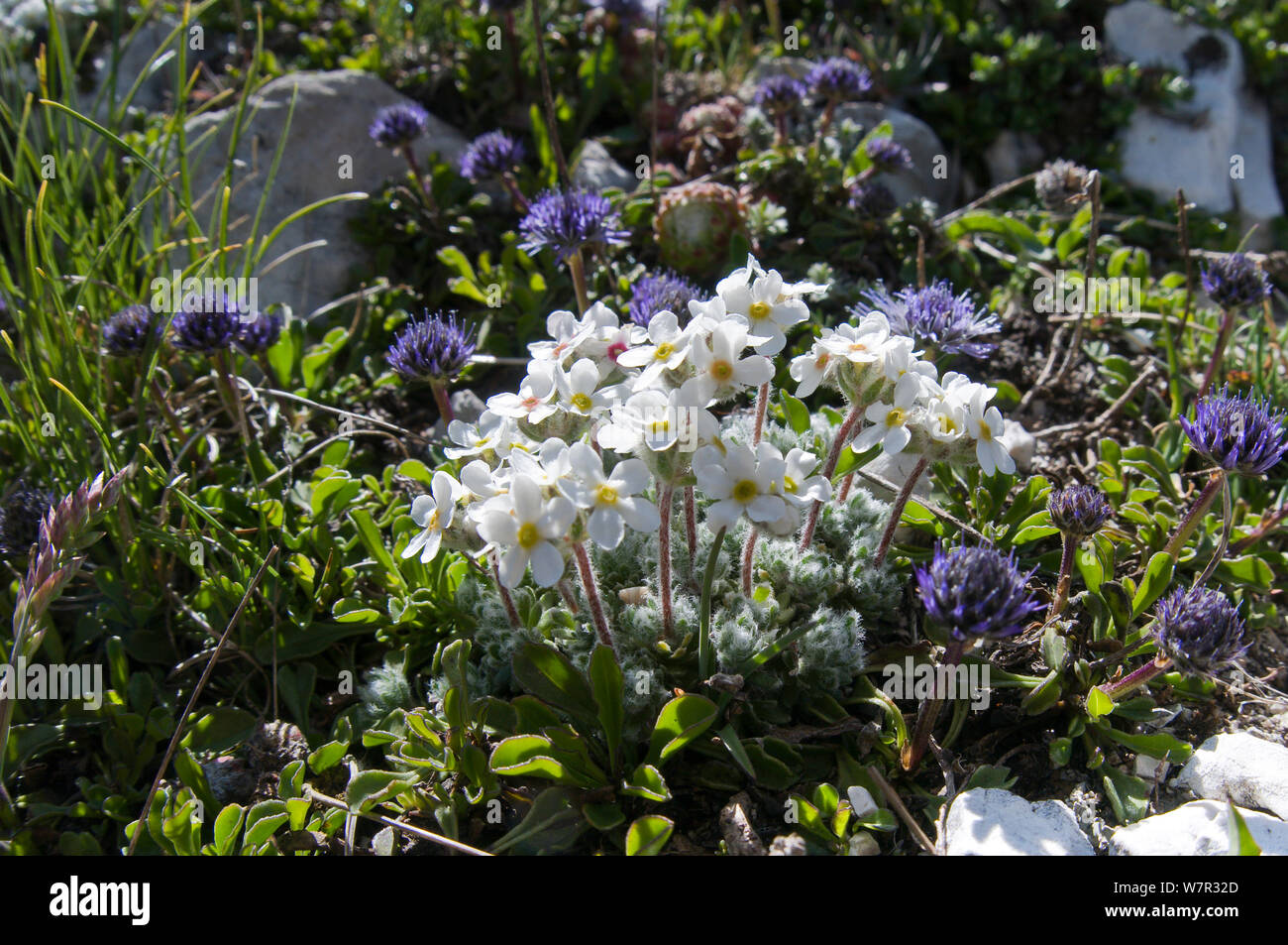 Hairy rock jasmine (Androsace villosa) in flower, Mount Vettore, Sibillini, Umbria, June Stock Photo