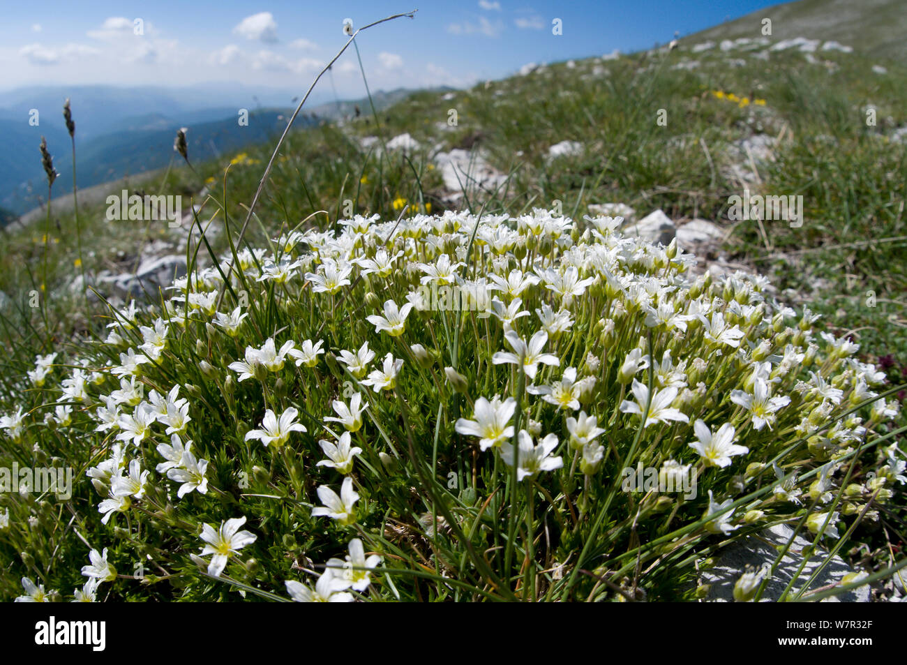 Large-flowered Sandwort (Arenaria grandiflora) photo on the route up Mount Vettore, Sibillini, Umbria, Italy, June Stock Photo