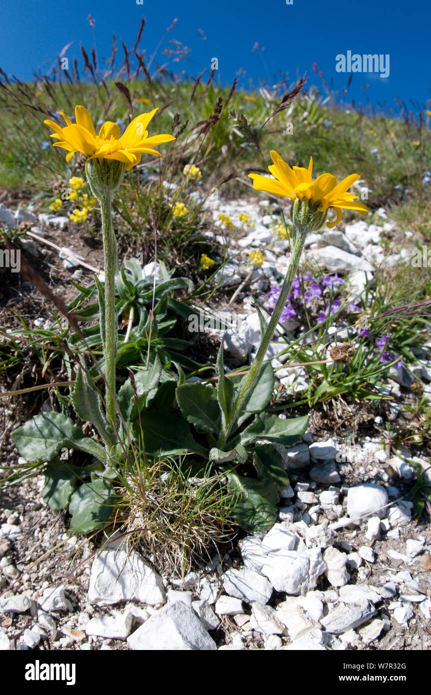 Chamois ragwort (Doronicum columnae) in flower, Mount Terminillo, Rieti, Lazio, Italy, June Stock Photo