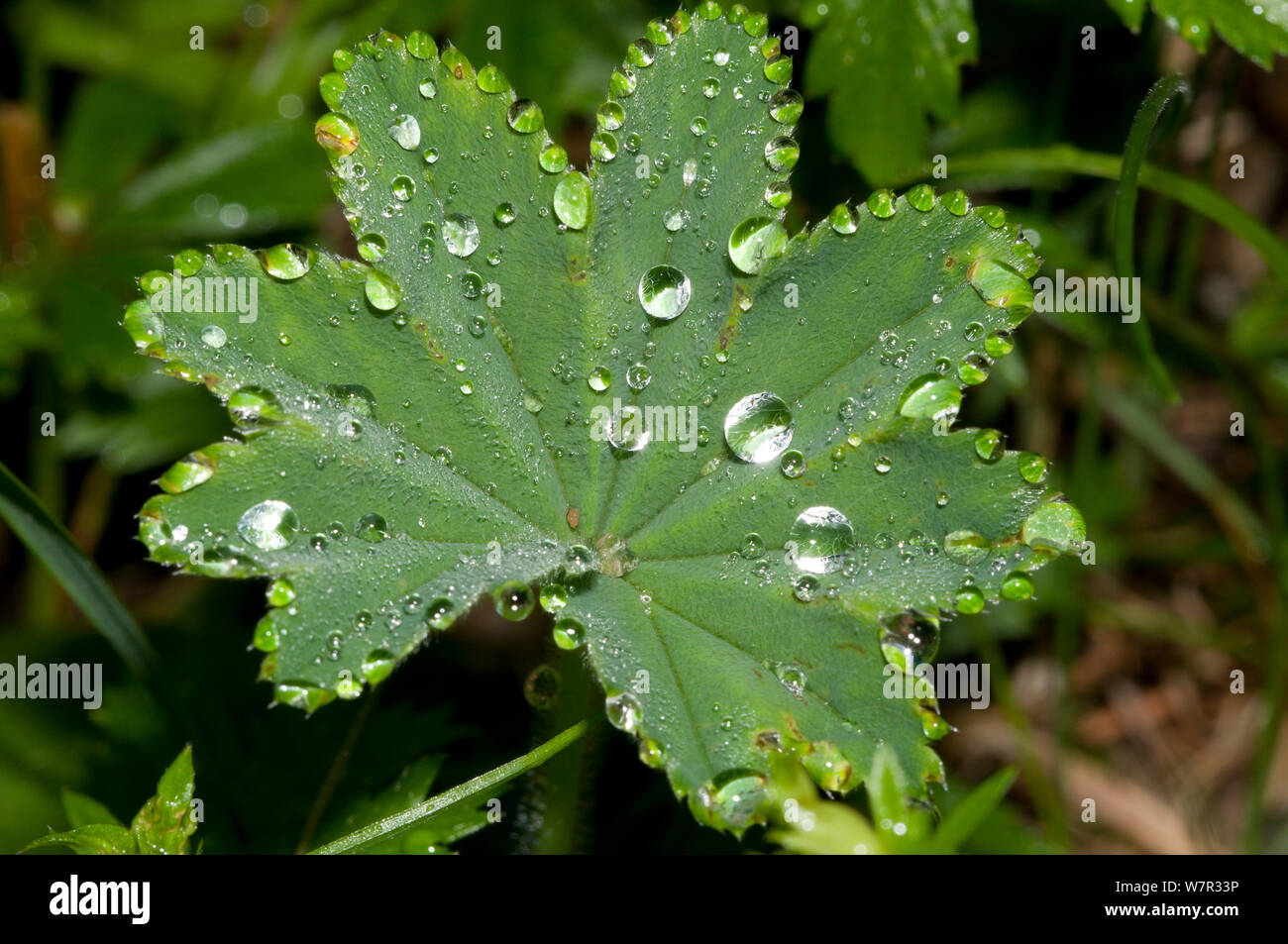 Lady's Mantle (Alchemilla vulgaris) leaf with dew drops, in ancient pine and mixed woodland, Val di Vallesinella near Madonna di Campiglio, Brenta Dolomites, Italy, July Stock Photo