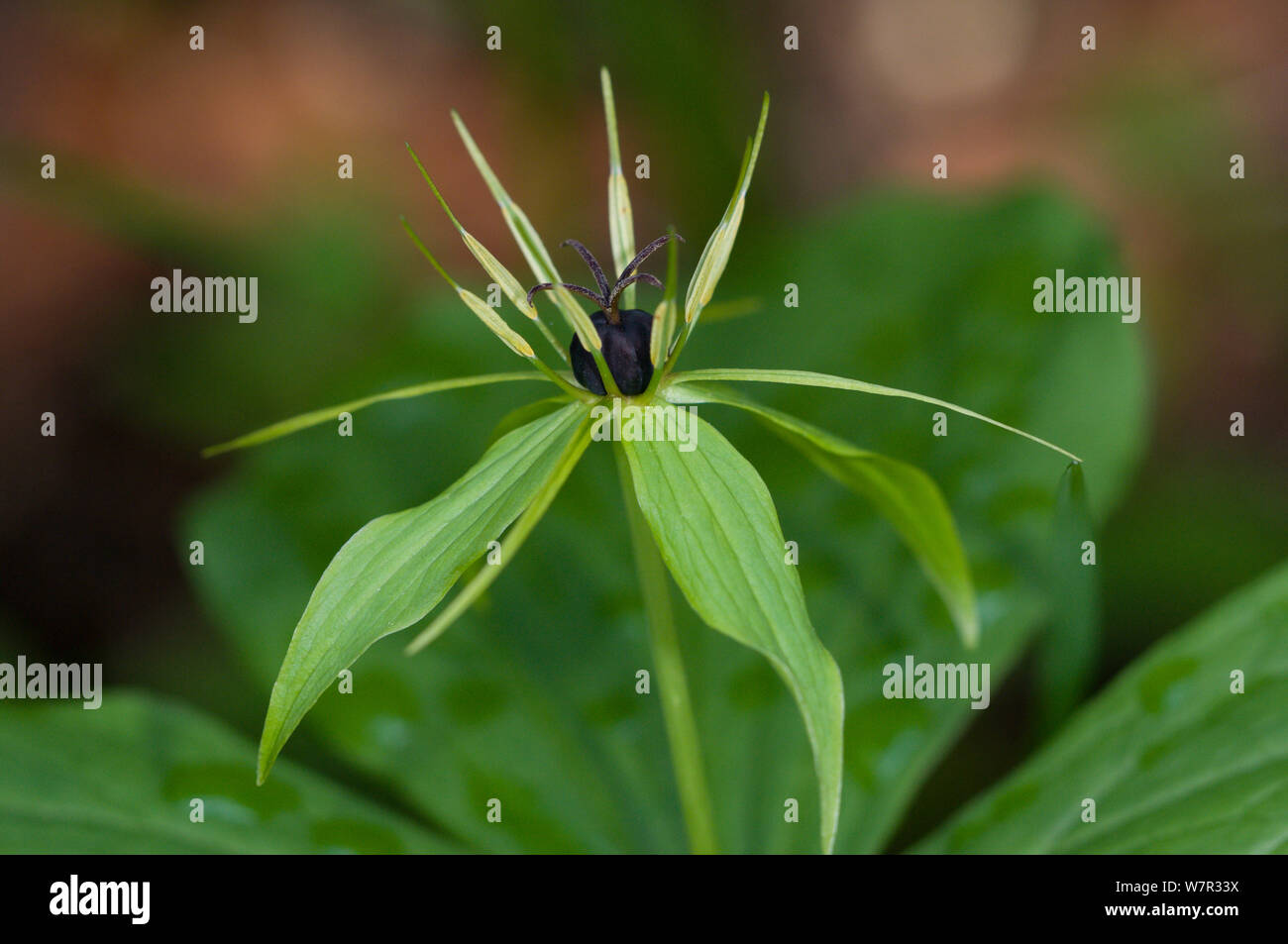 Herb Paris (Paris quadrifolia) in flower, in ancient pine and mixed woodland, Val di Vallesinella near Madonna di Campiglio, Brenta Dolomites, Italy, July Stock Photo