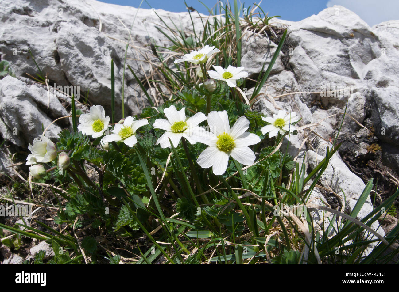 Seguier's Buttercup (Ranunculus segueri) Monte Spinale, alpine zone, Madonna di Campiglio, Brenta Dolomites, Italy, July Stock Photo