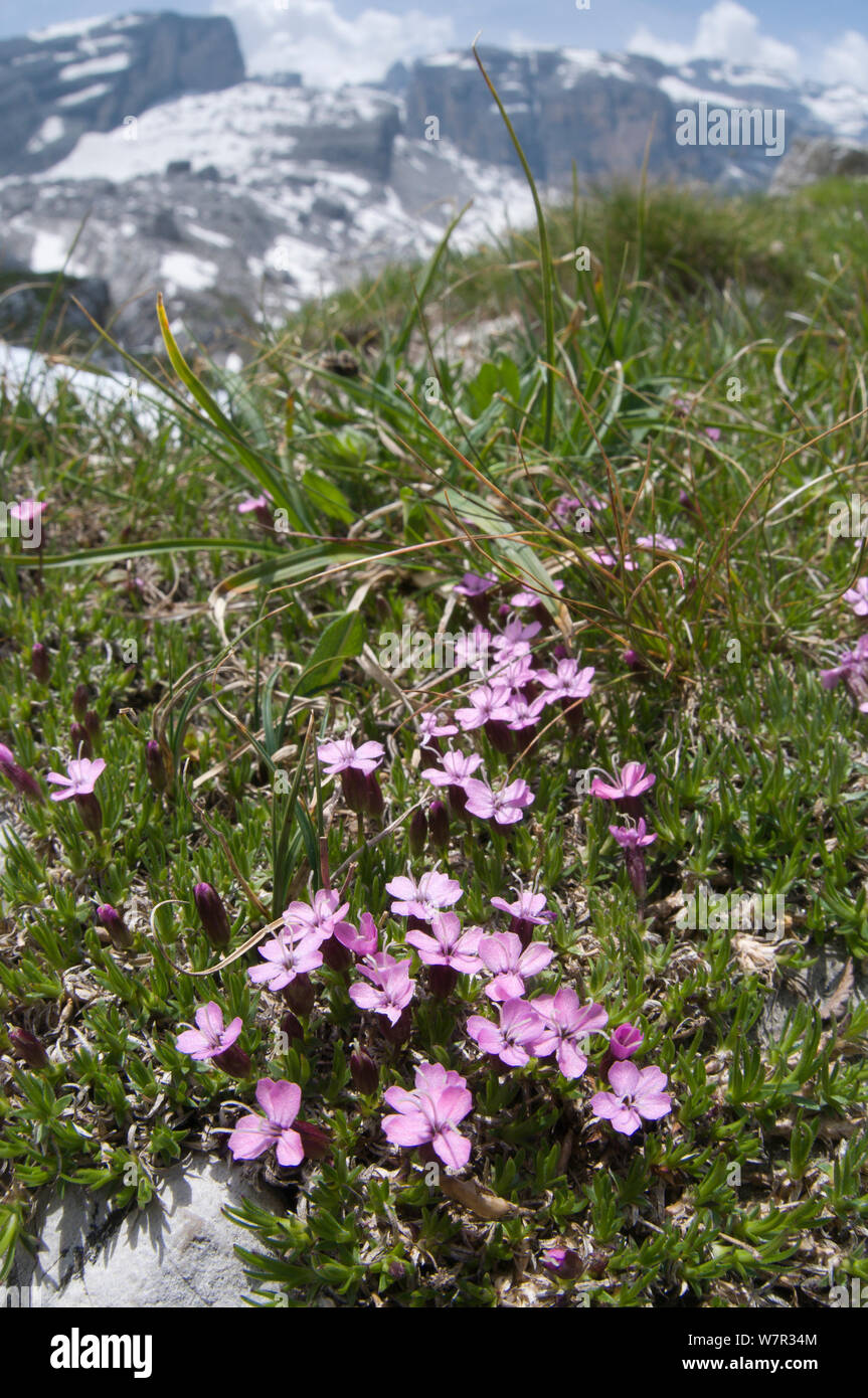Moss campion (Silene acaulis) in flower, Monte Spinale, alpine zone, Madonna di Campiglio, Brenta Dolomites, Italy, July Stock Photo