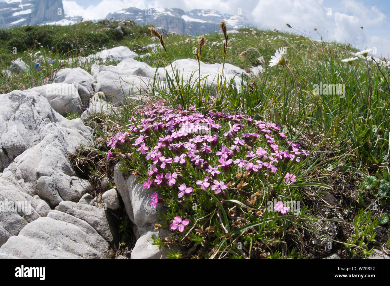 Moss campion (Silene acaulis) in flower, Monte Spinale, alpine zone, Madonna di Campiglio, Brenta Dolomites, Italy, July Stock Photo