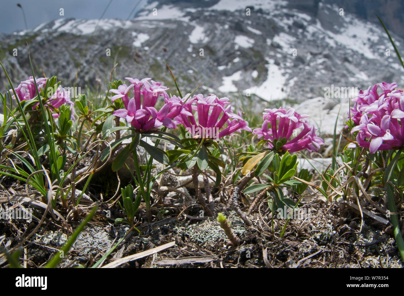 Garland flower (Daphne cneorum) in flower, Monte Spinale, alpine zone, Madonna di Campiglio, Brenta Dolomites, Italy, July Stock Photo