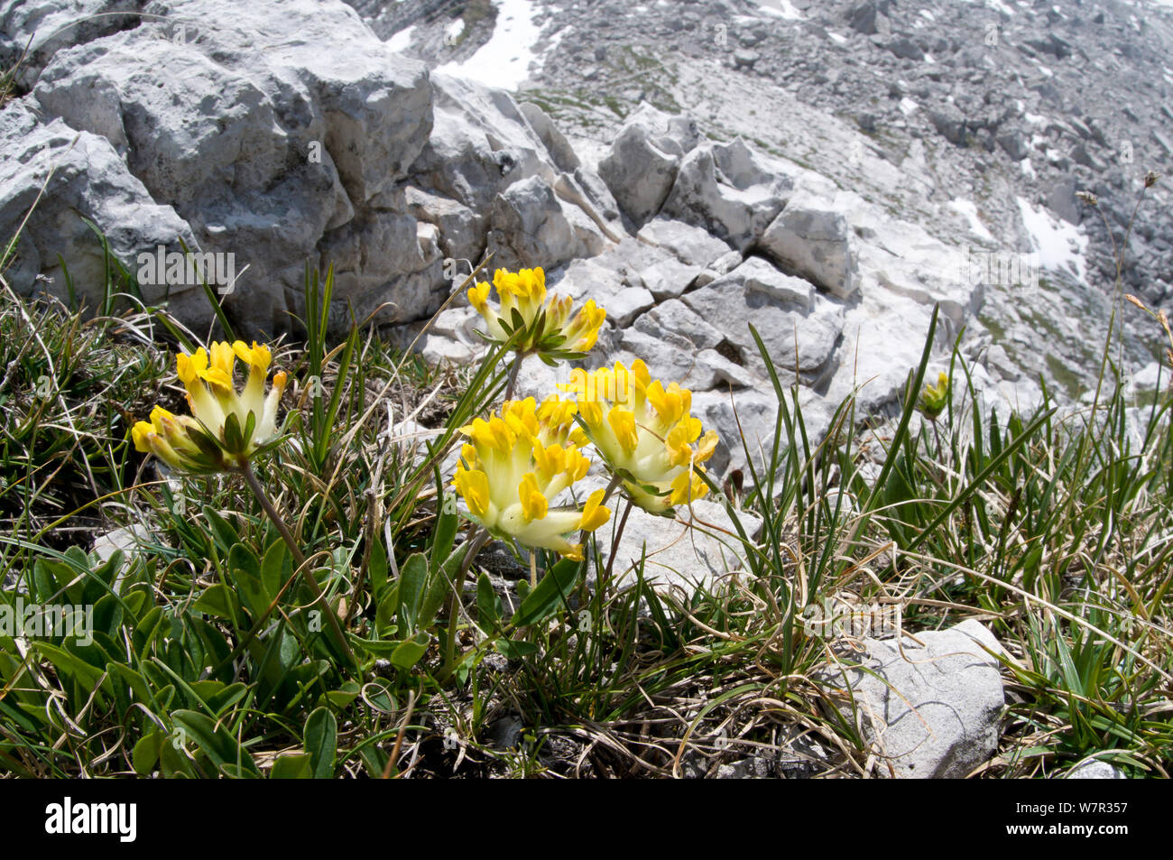 Kidney Vetch (Anthyllis vulneraria) in flower, Monte Spinale, alpine zone, Madonna di Campiglio, Brenta Dolomites, Italy, July Stock Photo