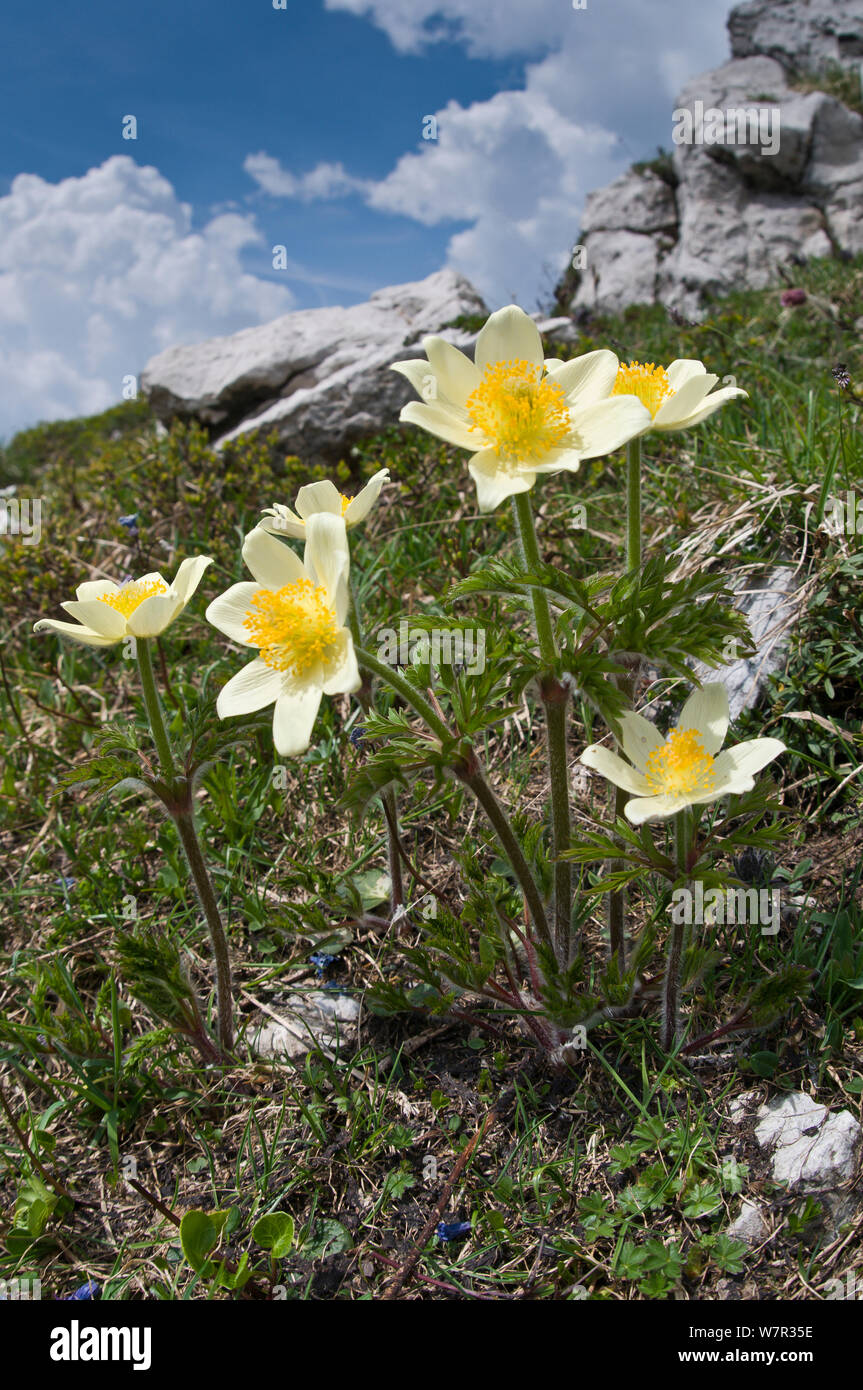 Sulphur Pasque flower (Pulsatilla alpina ssp apiifolia) in flower, Monte Spinale, alpine zone, Madonna di Campiglio, Brenta Dolomites, Italy, July Stock Photo