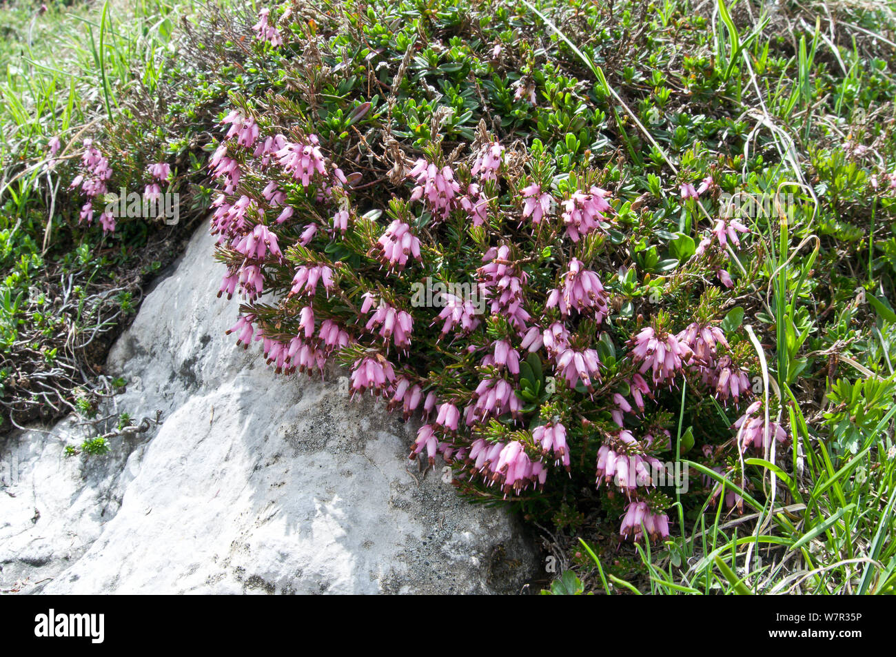 Spring heath (Erica herbacea / carnea) in flower, Monte Spinale, alpine zone, Madonna di Campiglio, Brenta Dolomites, Italy, July Stock Photo