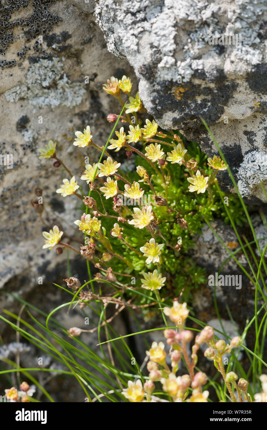 Musky Saxifrage (Saxifraga moschata) in flower, Monte Spinale, alpine zone, Madonna di Campiglio, Brenta Dolomites, Italy, July Stock Photo